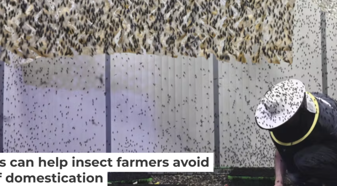 A biologist maintains a large population of black soldier flies for protein farming. picture alliance/Contributer via Getty Images